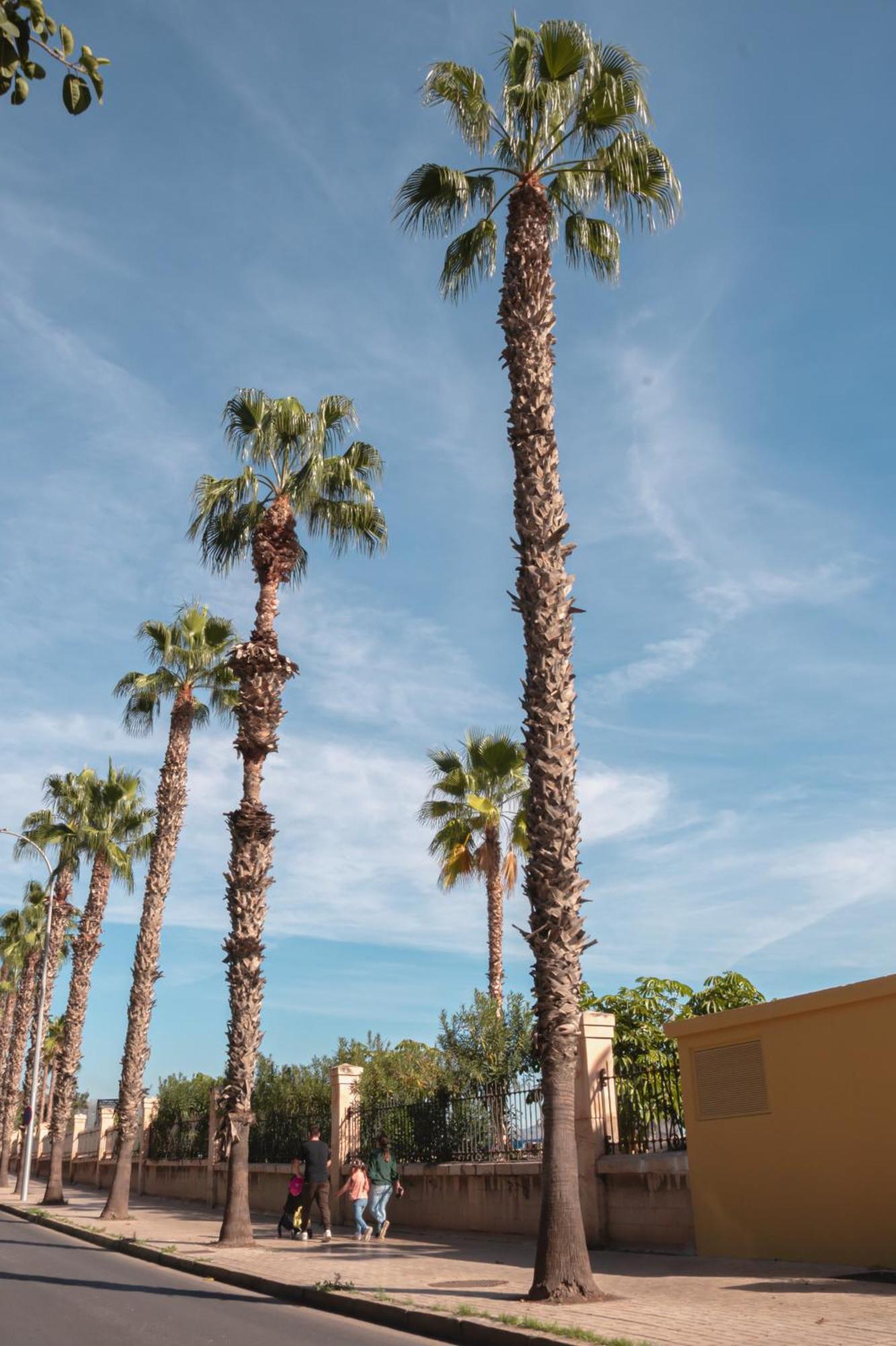 Apartment Larios Premium Malaga