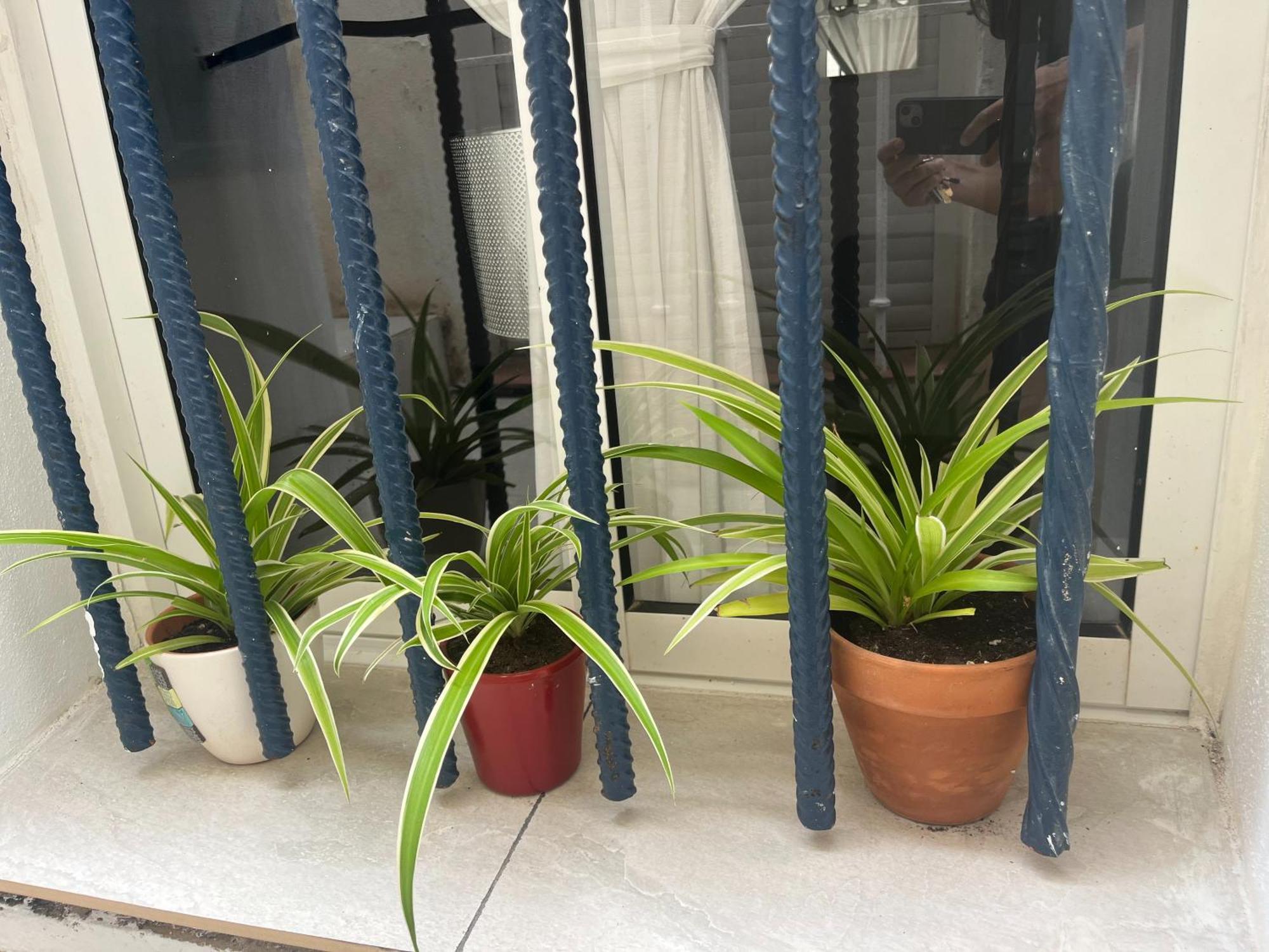 Casa Deniz Apartment *