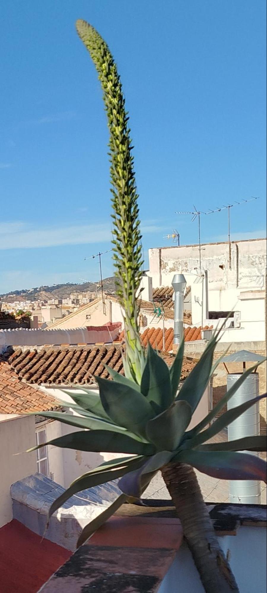 Centro Hernan Ruiz De 4 A 8 Personas Malaga