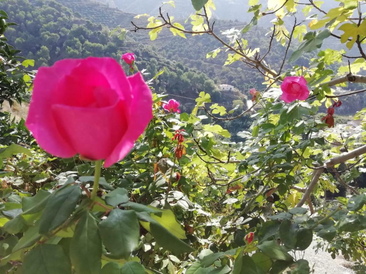 Vakantiehuis Cortijo Buenavista