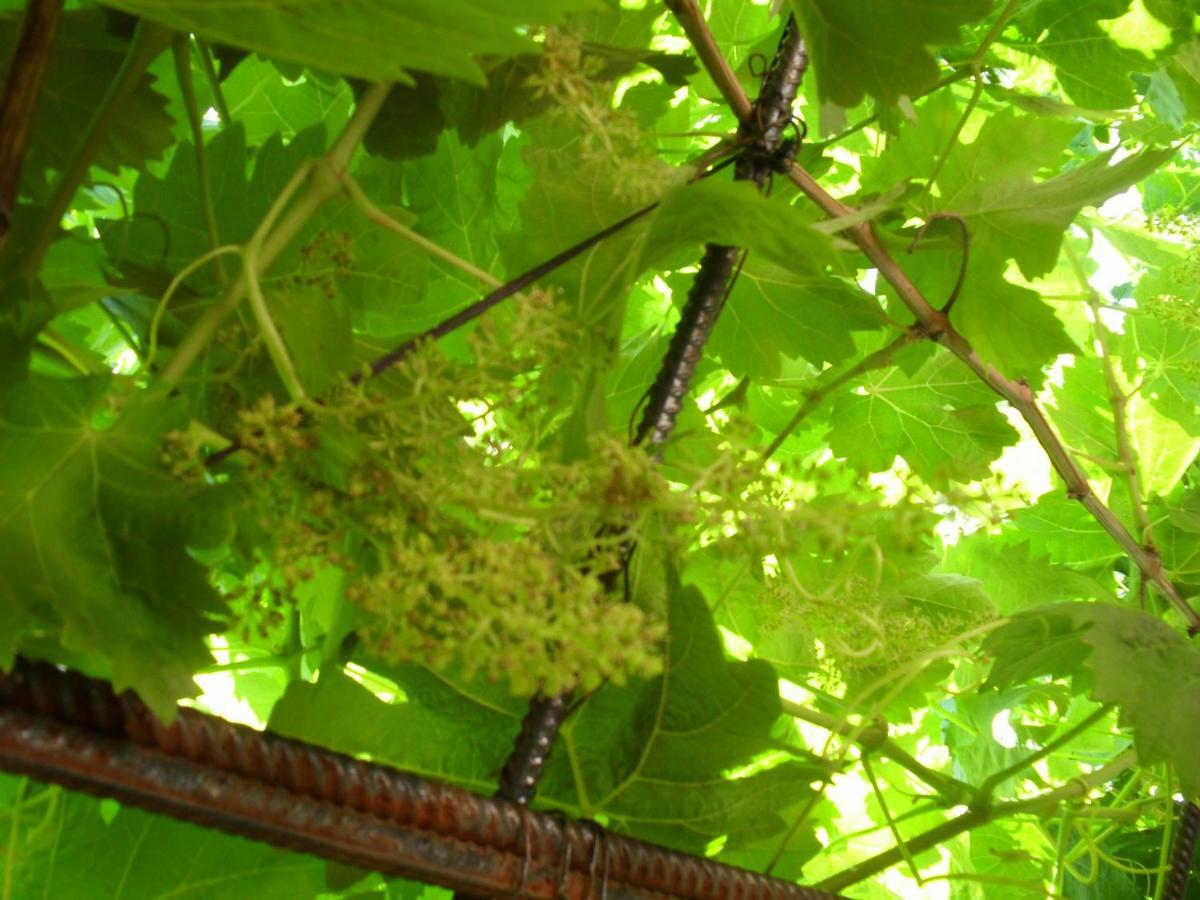 Vakantiehuis Cortijo Buenavista