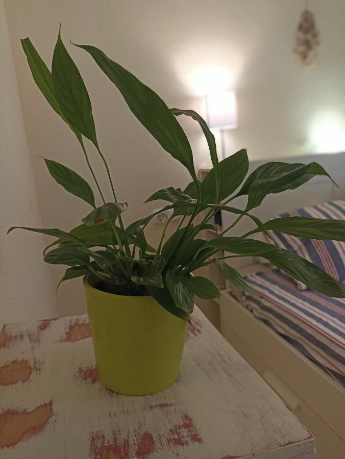 Confortable Habitacion Centrica En Piso Privado Homestay Malaga