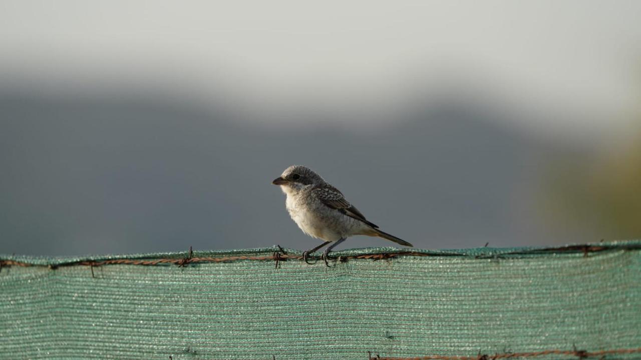 Cupiana Piscina Privada Malaga