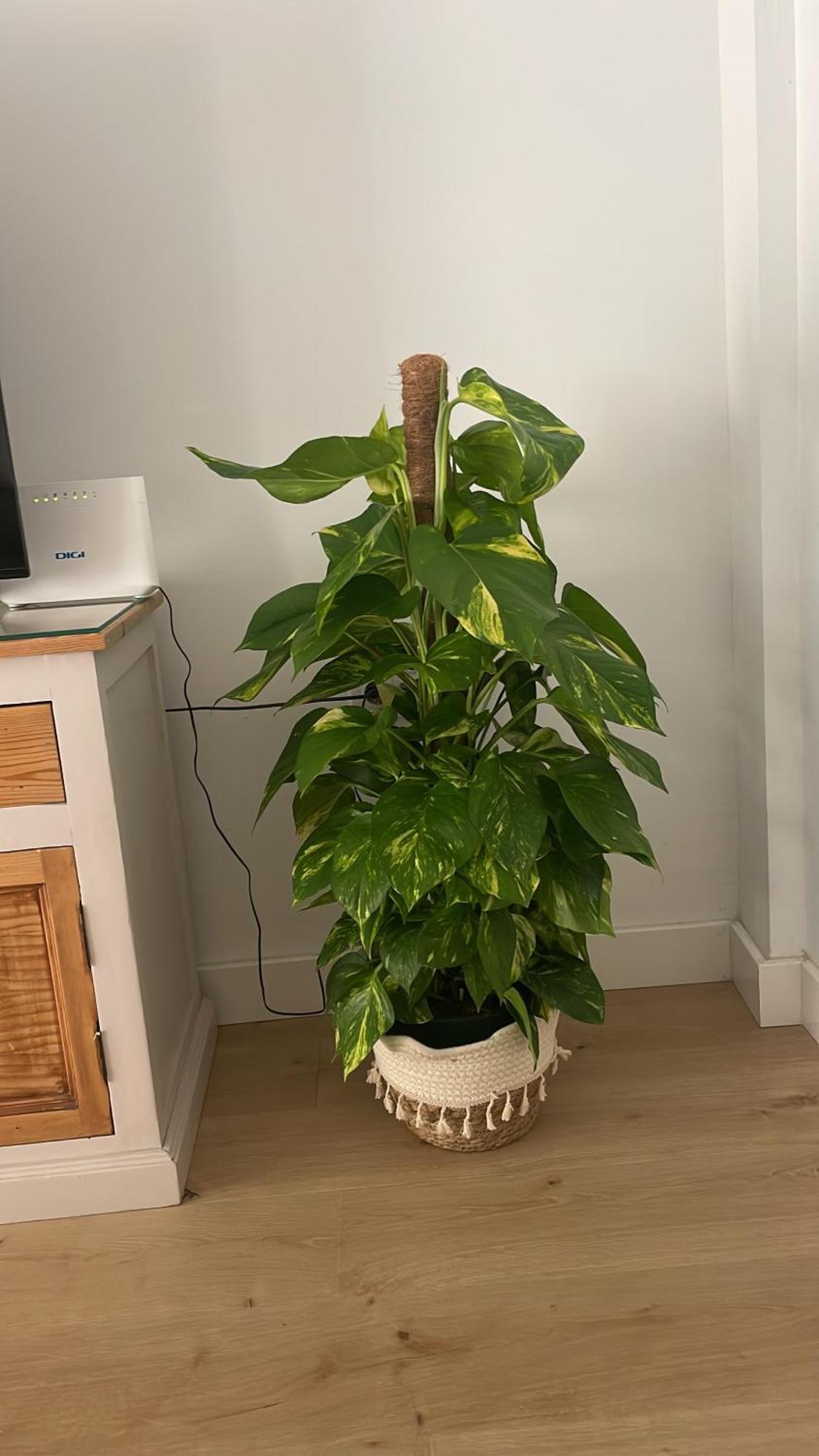 Exclusivo Cerca De La Playa Apartment