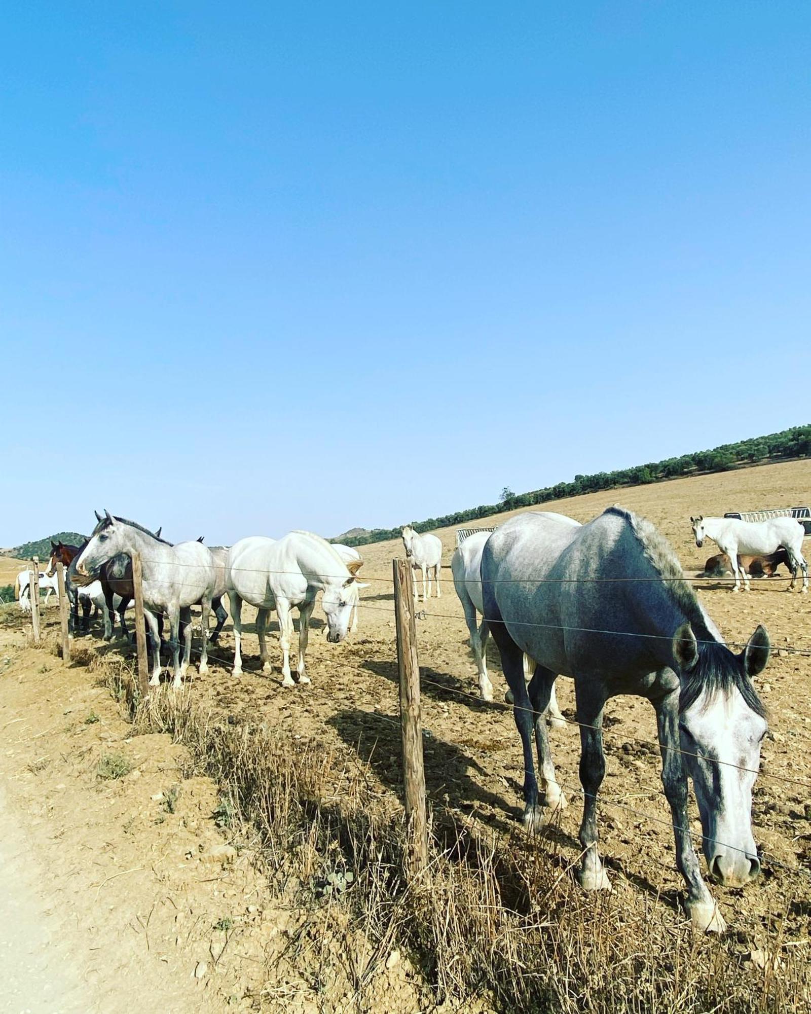 Azafran * Málaga