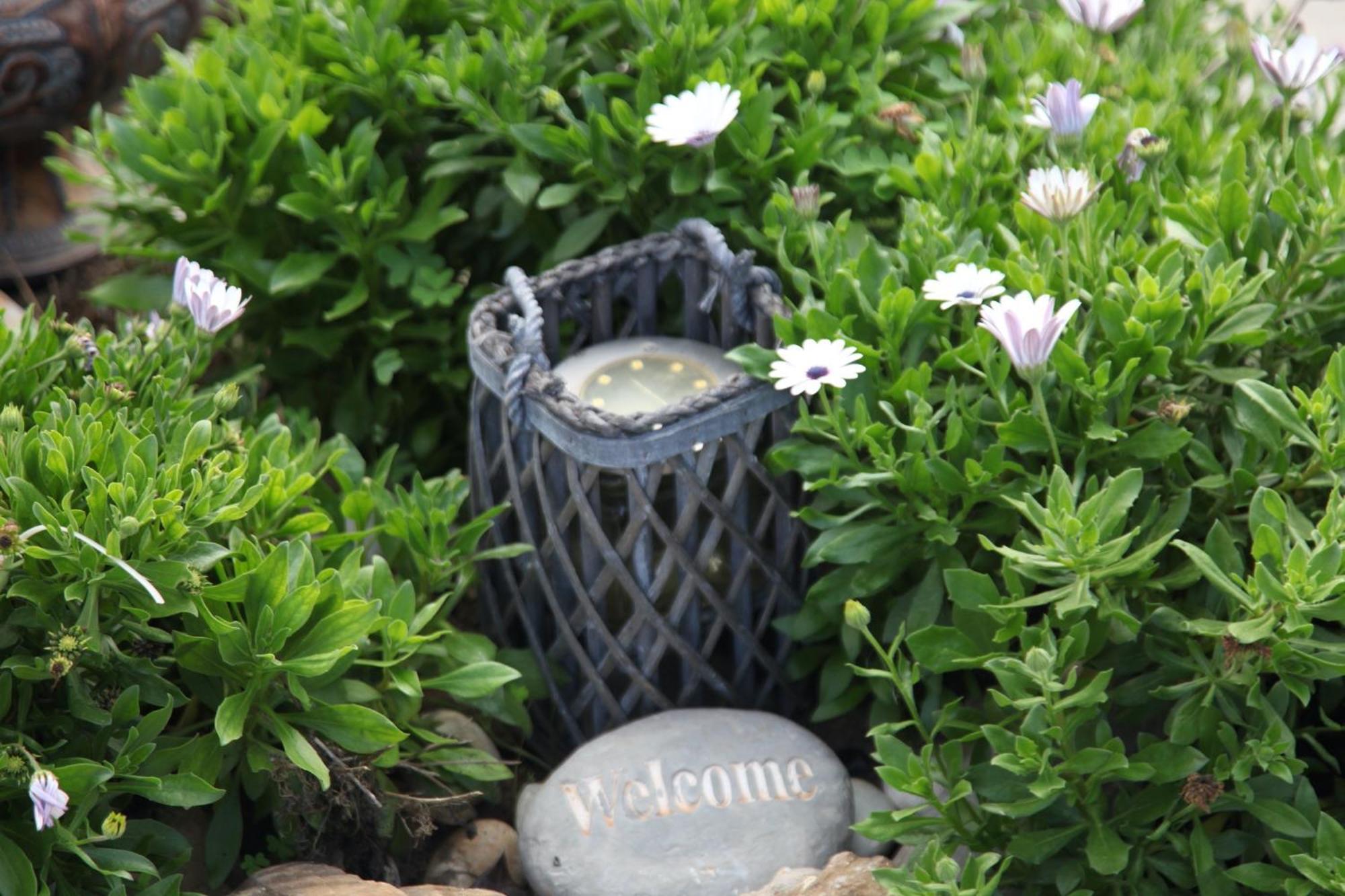 The Dragonfly Retreat *