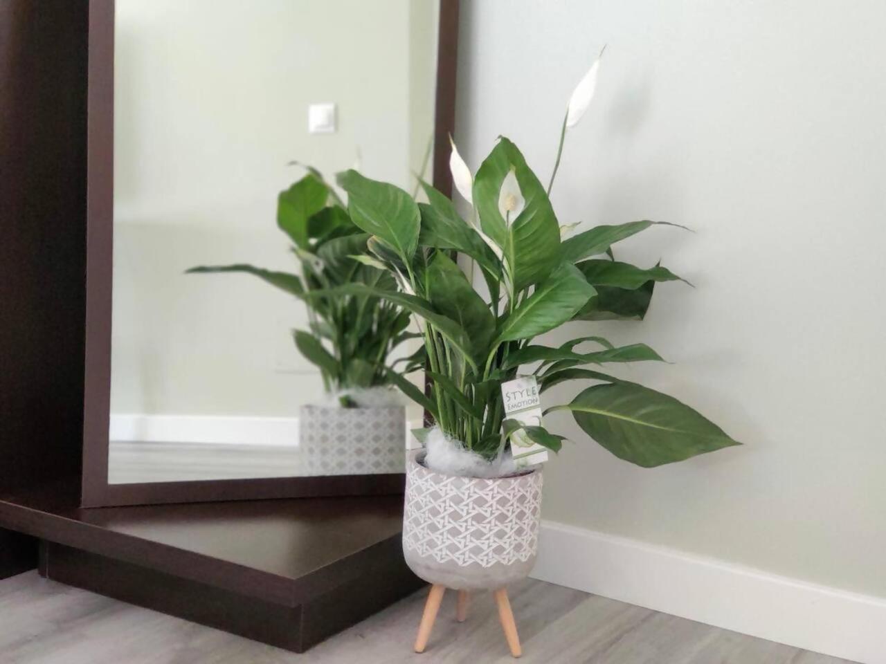 Acogedor En El Centro De Apartamento