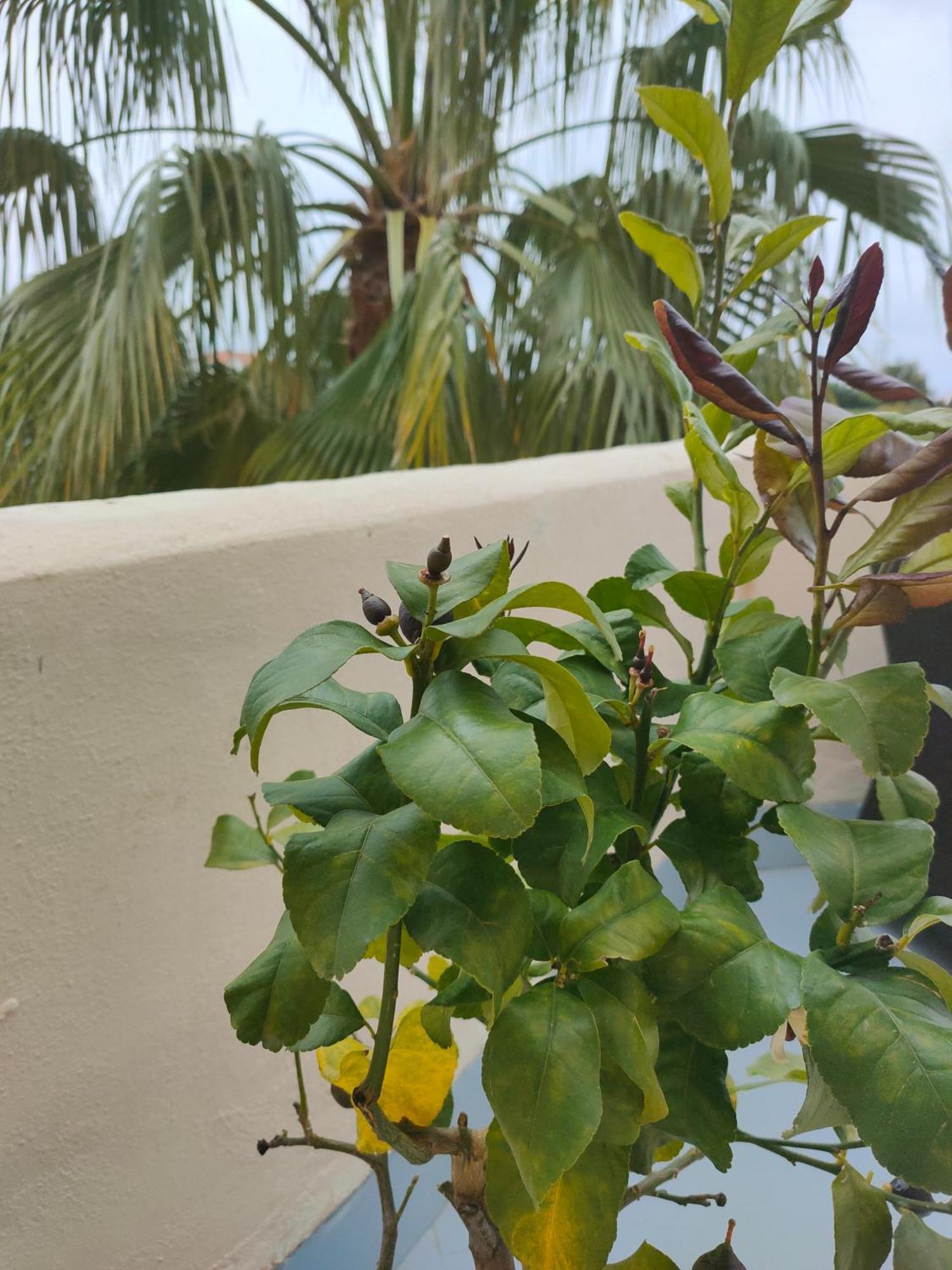 Appartement Sea View *
