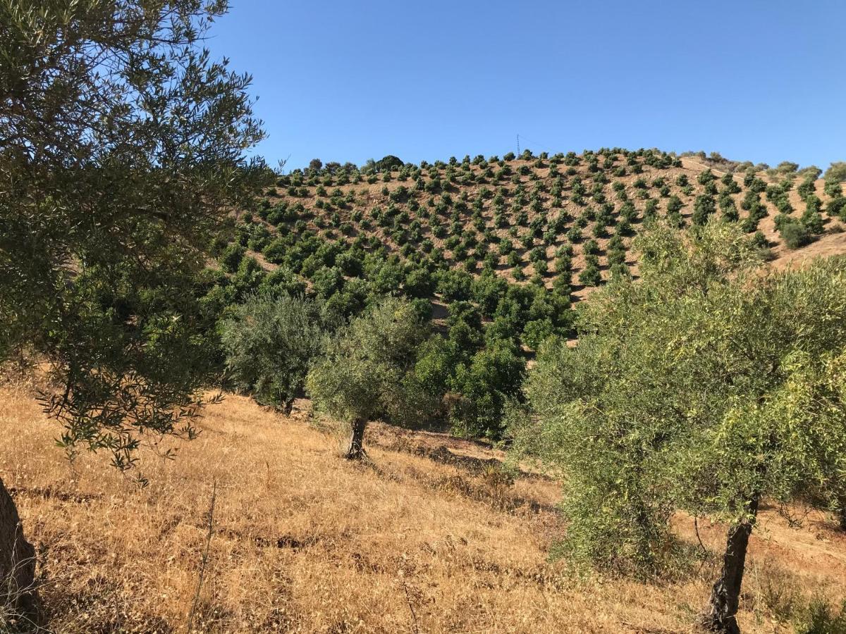 Views Apartment, Cortijo Fruitful Hills Apartment