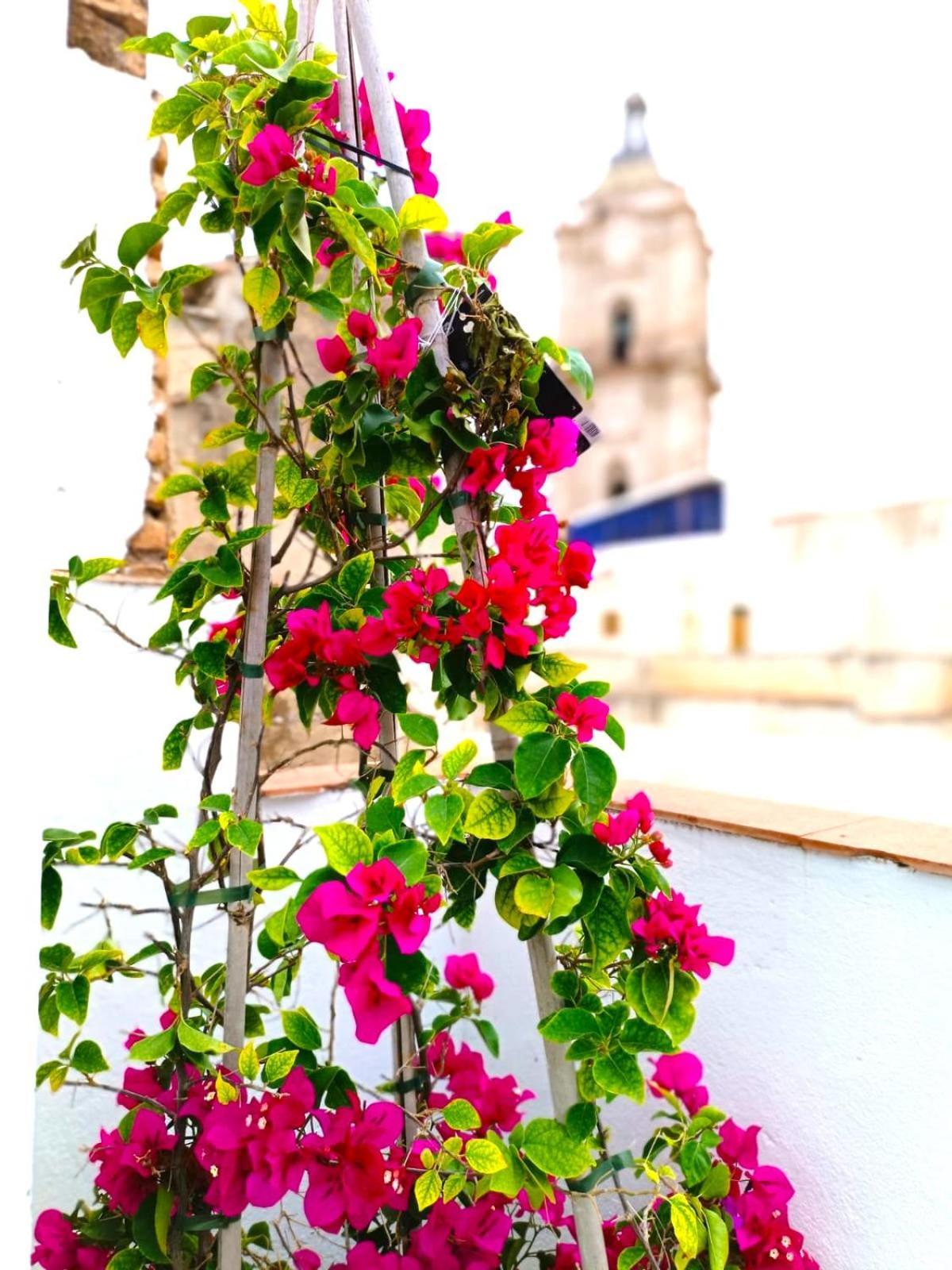 Terrazas De San Juan Málaga