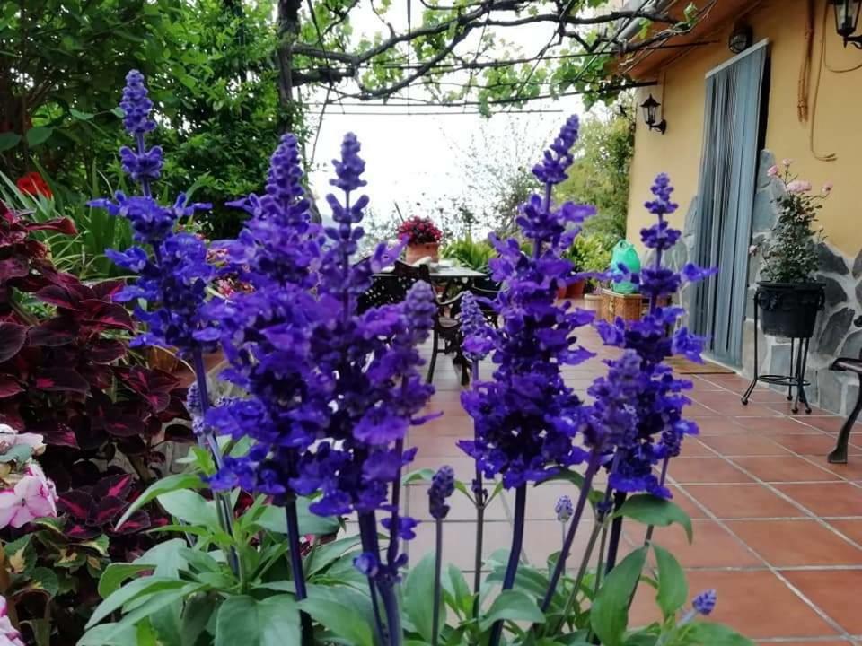 Ferienhaus Cortijo Buenavista *